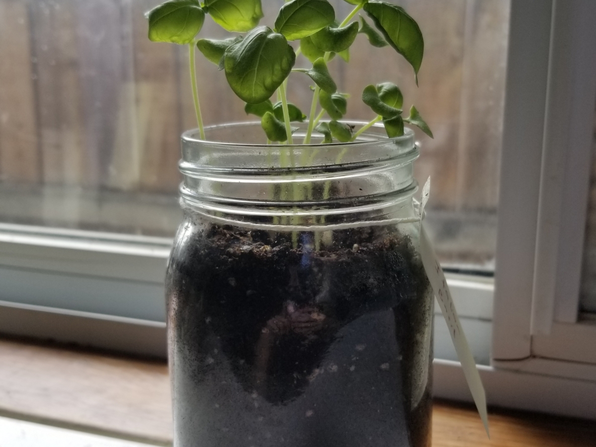 How to Grow a Jar Herb Garden